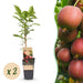 Green Boutiq - Actinidia Deliciosa Ken's Red - Rode Kiwi - 2 Stuks - Ø 15 cm - 50 cm - Bivakshop