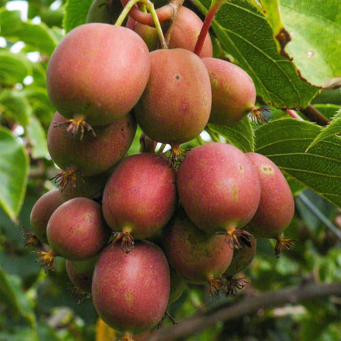 Green Boutiq - Actinidia Deliciosa Ken's Red - Rode Kiwi - 2 Stuks - Ø 15 cm - 50 cm - Bivakshop