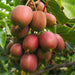 Green Boutiq - Actinidia Deliciosa Ken's Red - Rode Kiwi - 2 Stuks - Ø 15 cm - 50 cm - Bivakshop