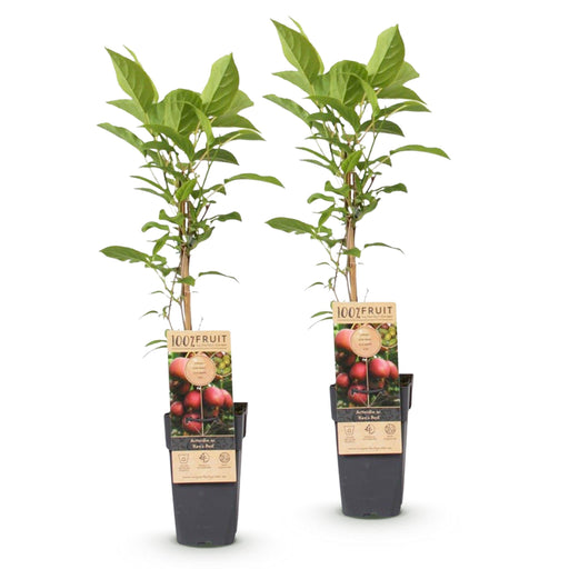 Green Boutiq - Actinidia Deliciosa Ken's Red - Rode Kiwi - 2 Stuks - Ø 15 cm - 50 cm - Bivakshop