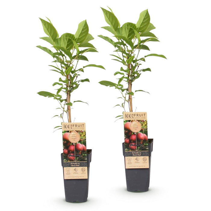 Green Boutiq - Actinidia Deliciosa Ken's Red - Rode Kiwi - 2 Stuks - Ø 15 cm - 50 cm - Bivakshop