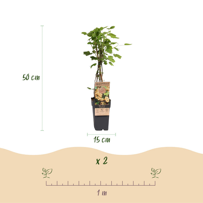 Green Boutiq - Bessenplant Ribes Rubrum Witte Parel - Witte Bes - 2 Stuks - Ø 15 cm - 50 cm - Bivakshop