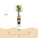 Green Boutiq - Bessenplant Ribes Rubrum Witte Parel - Witte Bes - 2 Stuks - Ø 15 cm - 50 cm - Bivakshop
