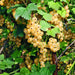 Green Boutiq - Bessenplant Ribes Rubrum Witte Parel - Witte Bes - 2 Stuks - Ø 15 cm - 50 cm - Bivakshop