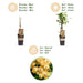 Green Boutiq - Bessenplant Ribes Rubrum Witte Parel - Witte Bes - 2 Stuks - Ø 15 cm - 50 cm - Bivakshop