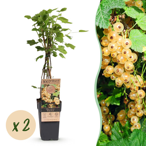 Green Boutiq - Bessenplant Ribes Rubrum Witte Parel - Witte Bes - 2 Stuks - Ø 15 cm - 50 cm - Bivakshop