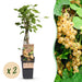 Green Boutiq - Bessenplant Ribes Rubrum Witte Parel - Witte Bes - 2 Stuks - Ø 15 cm - 50 cm - Bivakshop