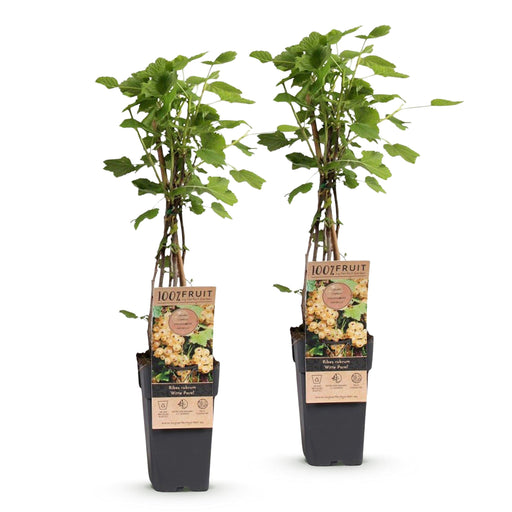 Green Boutiq - Bessenplant Ribes Rubrum Witte Parel - Witte Bes - 2 Stuks - Ø 15 cm - 50 cm - Bivakshop