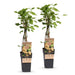 Green Boutiq - Bessenplant Ribes Rubrum Witte Parel - Witte Bes - 2 Stuks - Ø 15 cm - 50 cm - Bivakshop
