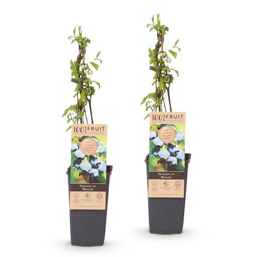Green Boutiq - Blauwe Bes Vaccinium Corymbosum Bluecrop - Bosbes - 2 Stuks - Ø 15 cm - 50 cm - Bivakshop