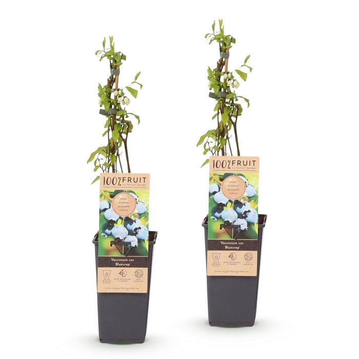 Green Boutiq - Blauwe Bes Vaccinium Corymbosum Bluecrop - Bosbes - 2 Stuks - Ø 15 cm - 50 cm - Bivakshop