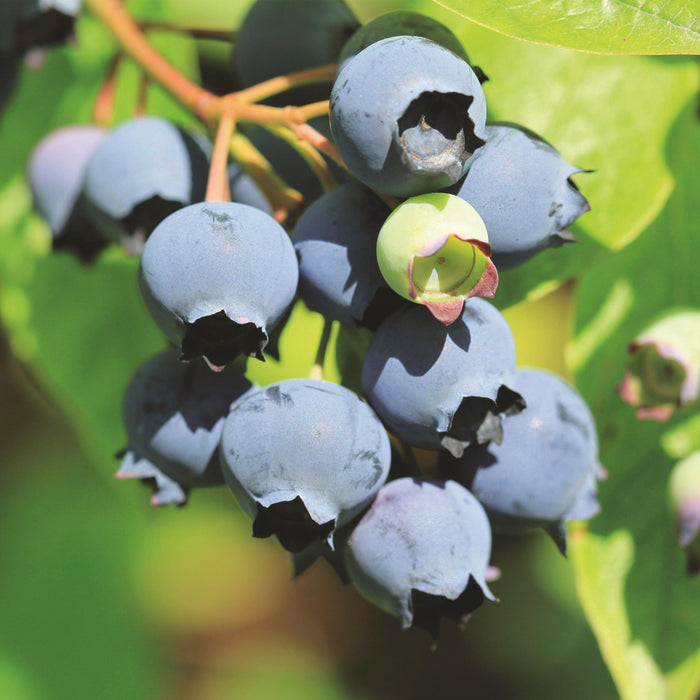 Green Boutiq - Blauwe Bes Vaccinium Corymbosum Bluecrop - Bosbes - 2 Stuks - Ø 15 cm - 50 cm - Bivakshop