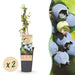 Green Boutiq - Blauwe Bes Vaccinium Corymbosum Bluecrop - Bosbes - 2 Stuks - Ø 15 cm - 50 cm - Bivakshop