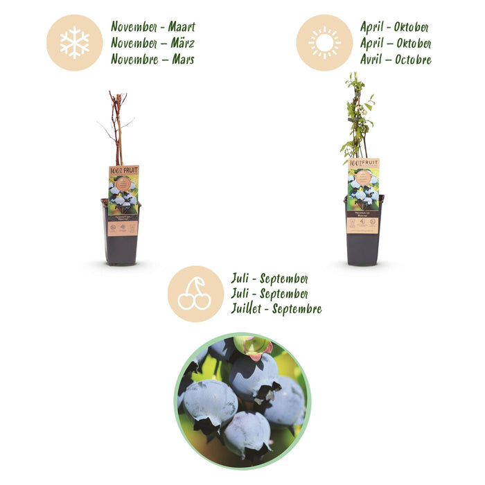 Green Boutiq - Blauwe Bes Vaccinium Corymbosum Bluecrop - Bosbes - 2 Stuks - Ø 15 cm - 50 cm - Bivakshop