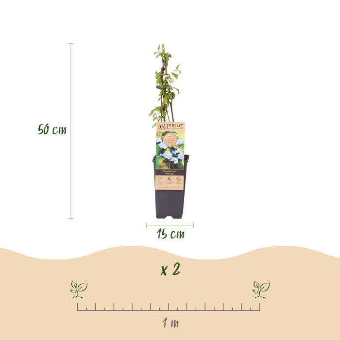 Green Boutiq - Blauwe Bes Vaccinium Corymbosum Bluecrop - Bosbes - 2 Stuks - Ø 15 cm - 50 cm - Bivakshop
