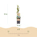 Green Boutiq - Blauwe Bes Vaccinium Corymbosum Bluecrop - Bosbes - 2 Stuks - Ø 15 cm - 50 cm - Bivakshop