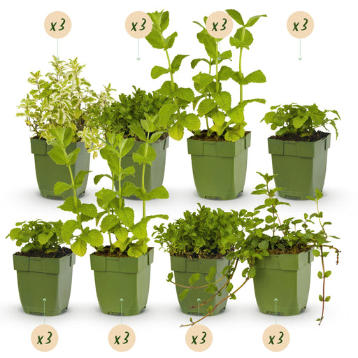 Green Boutiq – Borderpakket Theekruiden – 24 Vaste Planten – 3 m² - Bivakshop