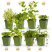 Green Boutiq – Borderpakket Theekruiden – 24 Vaste Planten – 3 m² - Bivakshop