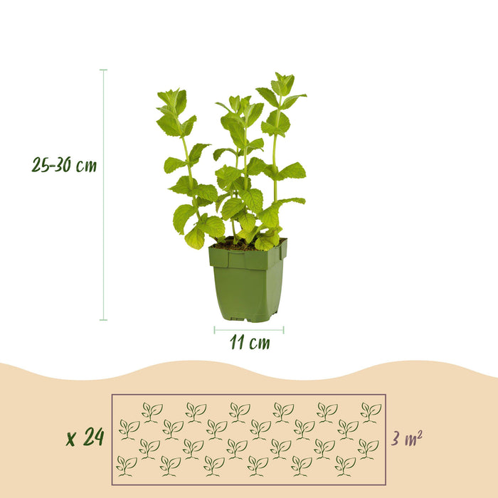 Green Boutiq – Borderpakket Theekruiden – 24 Vaste Planten – 3 m² - Bivakshop