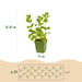 Green Boutiq – Borderpakket Theekruiden – 24 Vaste Planten – 3 m² - Bivakshop