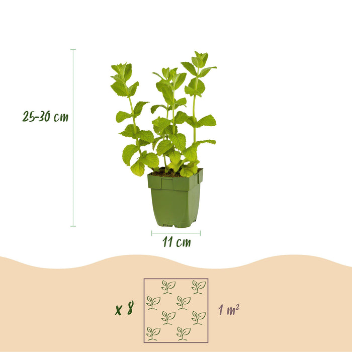 Green Boutiq – Borderpakket Theekruiden – 8 Vaste Planten – 1 m² - Bivakshop