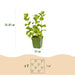 Green Boutiq – Borderpakket Theekruiden – 8 Vaste Planten – 1 m² - Bivakshop