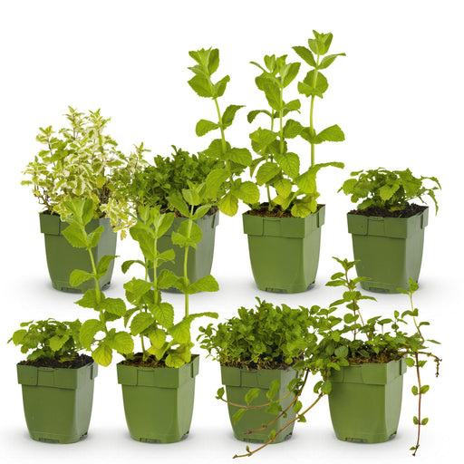 Green Boutiq – Borderpakket Theekruiden – 8 Vaste Planten – 1 m² - Bivakshop