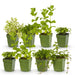 Green Boutiq – Borderpakket Theekruiden – 8 Vaste Planten – 1 m² - Bivakshop