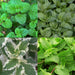 Green Boutiq – Borderpakket Theekruiden – 8 Vaste Planten – 1 m² - Bivakshop
