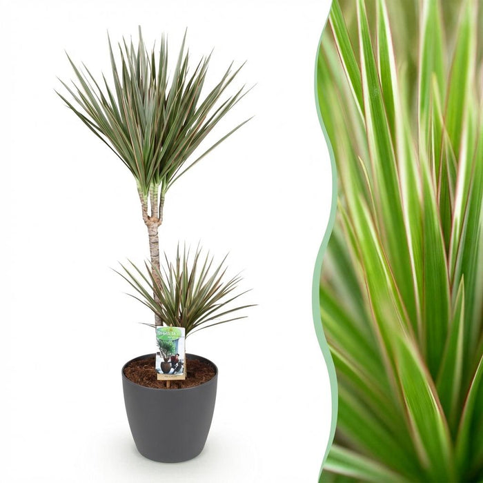 Green Boutiq – Dracaena Marginata Bicolor – Drakenbloedboom In Grijze Sierpot - Bivakshop