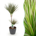Green Boutiq – Dracaena Marginata Bicolor – Drakenbloedboom In Grijze Sierpot - Bivakshop