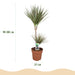 Green Boutiq – Dracaena Marginata Bicolor – Drakenbloedboom In Grijze Sierpot - Bivakshop
