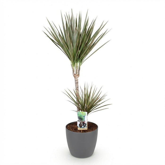 Green Boutiq – Dracaena Marginata Bicolor – Drakenbloedboom In Grijze Sierpot - Bivakshop