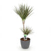 Green Boutiq – Dracaena Marginata Bicolor – Drakenbloedboom In Grijze Sierpot - Bivakshop