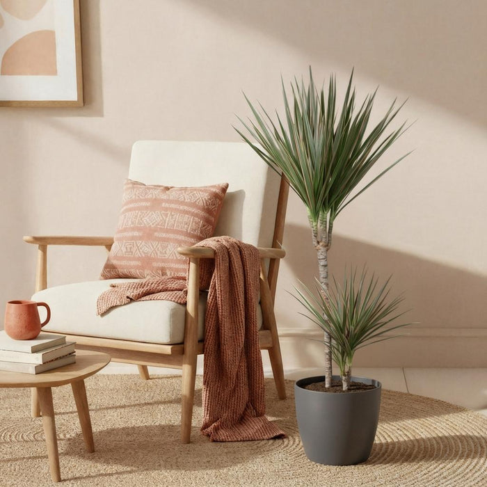 Green Boutiq – Dracaena Marginata Bicolor – Drakenbloedboom In Grijze Sierpot - Bivakshop