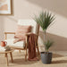 Green Boutiq – Dracaena Marginata Bicolor – Drakenbloedboom In Grijze Sierpot - Bivakshop