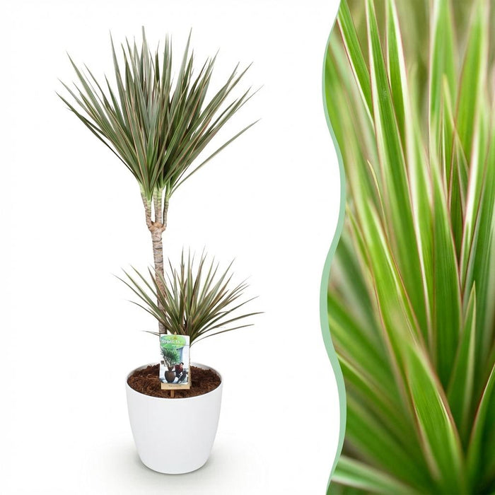 Green Boutiq – Dracaena Marginata Bicolor – Drakenbloedboom In Witte Sierpot - Bivakshop