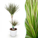 Green Boutiq – Dracaena Marginata Bicolor – Drakenbloedboom In Witte Sierpot - Bivakshop