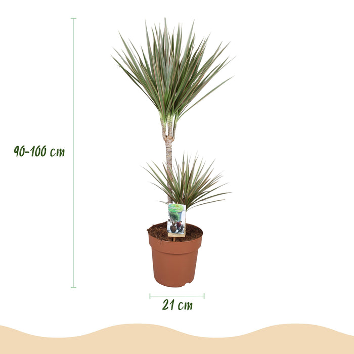 Green Boutiq – Dracaena Marginata Bicolor – Drakenbloedboom In Witte Sierpot - Bivakshop