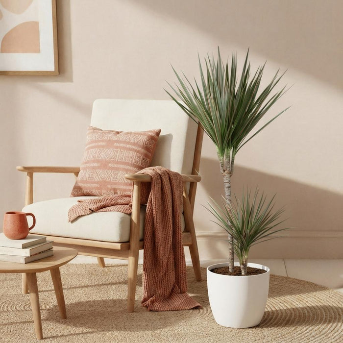 Green Boutiq – Dracaena Marginata Bicolor – Drakenbloedboom In Witte Sierpot - Bivakshop