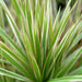 Green Boutiq – Dracaena Marginata Bicolor – Drakenbloedboom In Witte Sierpot - Bivakshop