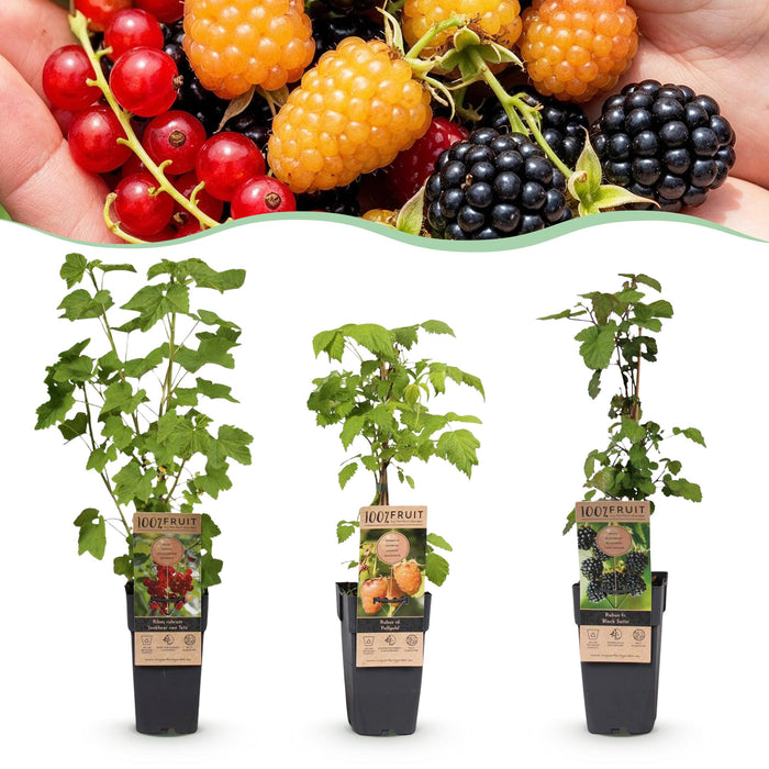 Green Boutiq - Fruitplant Mix - Rode Bes, Zwarte Braam & Gele Framboos - 3 Stuks - Ø 15 cm - 50 cm - Bivakshop