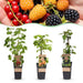 Green Boutiq - Fruitplant Mix - Rode Bes, Zwarte Braam & Gele Framboos - 3 Stuks - Ø 15 cm - 50 cm - Bivakshop