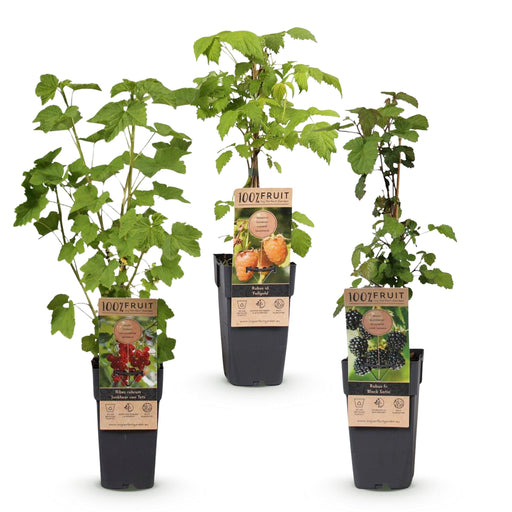 Green Boutiq - Fruitplant Mix - Rode Bes, Zwarte Braam & Gele Framboos - 3 Stuks - Ø 15 cm - 50 cm - Bivakshop