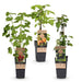 Green Boutiq - Fruitplant Mix - Rode Bes, Zwarte Braam & Gele Framboos - 3 Stuks - Ø 15 cm - 50 cm - Bivakshop
