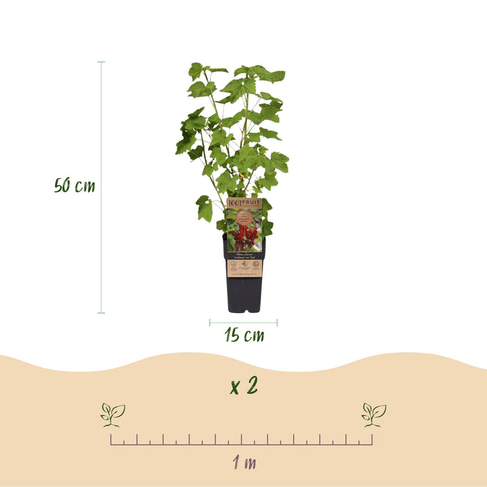 Green Boutiq - Fruitplant Mix - Rode Bes, Zwarte Braam & Gele Framboos - 3 Stuks - Ø 15 cm - 50 cm - Bivakshop
