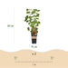 Green Boutiq - Fruitplant Mix - Rode Bes, Zwarte Braam & Gele Framboos - 3 Stuks - Ø 15 cm - 50 cm - Bivakshop