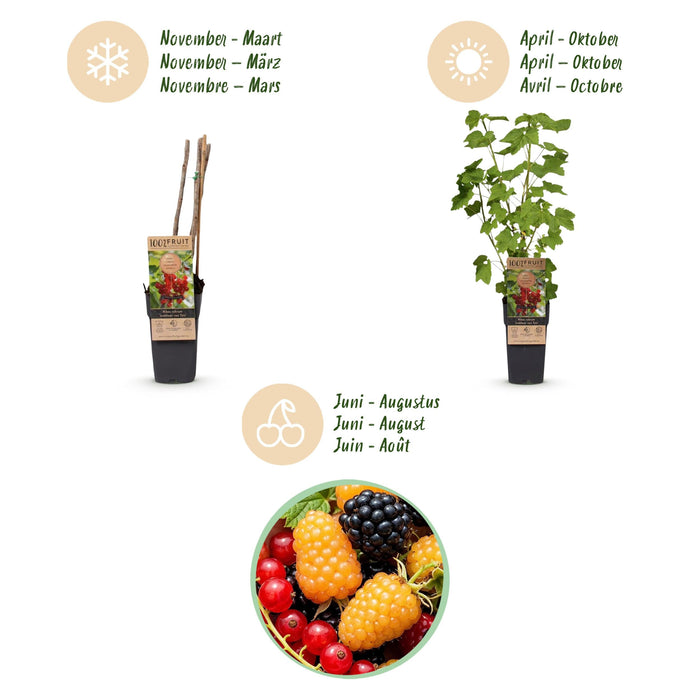 Green Boutiq - Fruitplant Mix - Rode Bes, Zwarte Braam & Gele Framboos - 3 Stuks - Ø 15 cm - 50 cm - Bivakshop