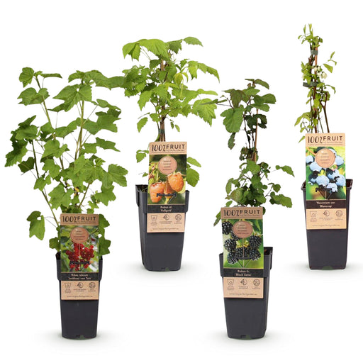 Green Boutiq - Fruitplant Mix - Rode Bes, Zwarte Braam, Gele Framboos & Blauwe Bes - 4 Stuks - Ø 15 cm - 50 cm - Bivakshop