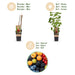 Green Boutiq - Fruitplant Mix - Rode Bes, Zwarte Braam, Gele Framboos & Blauwe Bes - 4 Stuks - Ø 15 cm - 50 cm - Bivakshop